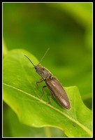 : Athous haemorrhoidalis