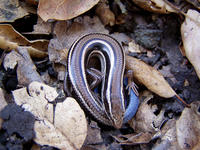 : Eumeces skiltonianus skiltonianus; Western Skink