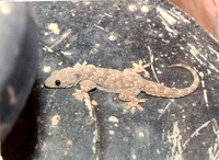 : Hemidactylus flaviviridis; Yellow Belly House Gecko