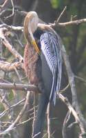 Darter (Anhinga melanogaster) 2004. december 28. Bharatpur, Keoladeo Ghana National Park