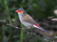 Orange-cheeked Waxbill