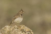 Thekla Lark (Galerida theklae)