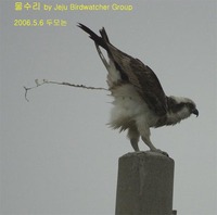 물수리Osprey