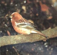 양진이 (Carpodacus roseus)