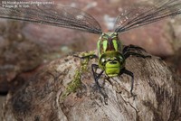 Blå Mosaikguldsmed (Aeshna cyanea ) Foto/billede af