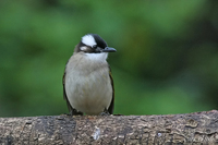 Pycnonotus sinensis - Light-vented (Chinese) Bulbul