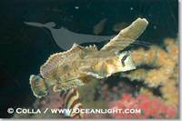 ...Image 07896, Sailfin sculpin., Nautichthys oculofasciatus, Phillip Colla, all rights reserved wo