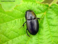 Acrossus depressus