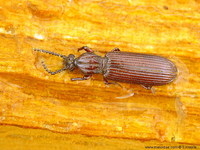 Rhysodes sulcatus