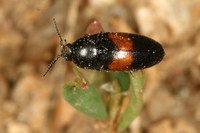 Drapetes mordelloides