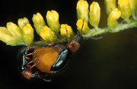 Gastrophysa polygoni