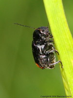 Cryptocephalus biguttatus