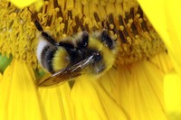 Bombus lucorum - White-tailed Bumble Bee