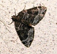 Ecliptopera silaceata - Small Phoenix