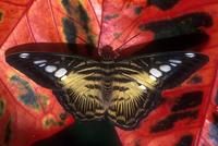 Parthenos sylvia