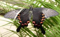 Papilio bianor