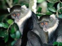 photograph of blue monkeys : Cercopithecus mitis