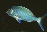Pagrus pagrus, Common seabream: fisheries, aquaculture, gamefish, aquarium