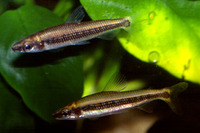 Nannocharax latifasciatus, :