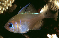 Zoramia leptacantha, Threadfin cardinalfish: aquarium
