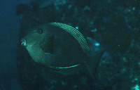 Ctenochaetus marginatus, Striped-fin surgeonfish: aquarium