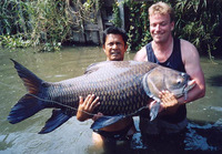 Catlocarpio siamensis, Giant barb: fisheries, aquaculture