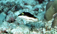 Canthigaster smithae, Bicolored toby: