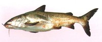 Genidens barbus, White sea catfish: fisheries
