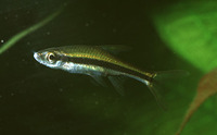 Rasbora gracilis, :