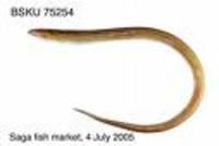 Echelus uropterus, Finned worm eel: