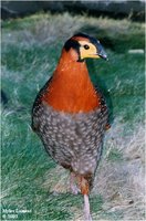 Blyth's Tragopan Tragopan blythii