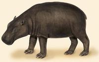 Image of: Hexaprotodon liberiensis (pygmy hippopotamus)