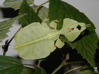 Phyllium bioculatum