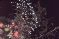 Pennaria disticha - Christmas Tree Hydroid