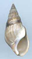 Melanopsis dufouri