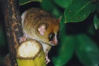 Image of: Microcebus rufus (brown mouse lemur)