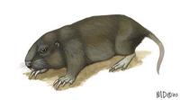 Image of: Pappogeomys bulleri (Buller's pocket gopher)