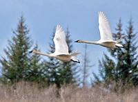 Cygnus buccinator - Trumpeter Swan