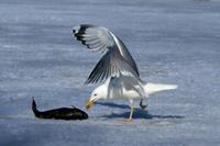 Larus cachinnans - Yellow-legged Gull