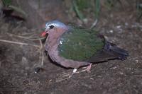 Chalcophaps indica - Emerald Dove