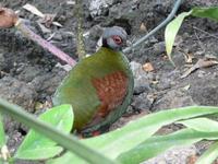 Rollulus rouloul - Crested Partridge