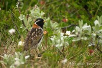 Calcarius lapponicus - Lapland Bunting