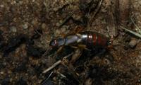 Image of: Dermaptera (earwigs)