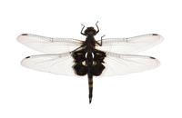 Image of: Tramea lacerata (black saddlebags)