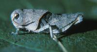 Image of: Acrididae (short-horned grasshoppers)