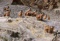 Ammotragus lervia - Barbary Sheep