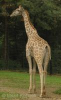 Giraffa camelopardalis angolensis - Angolan Giraffe