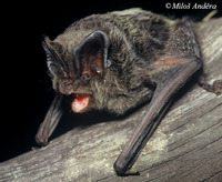 Barbastella barbastellus - Barbastrelle