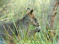 Wallabia bicolor - Swamp Wallaby