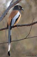 Image of: Dendrocitta vagabunda (rufous treepie)